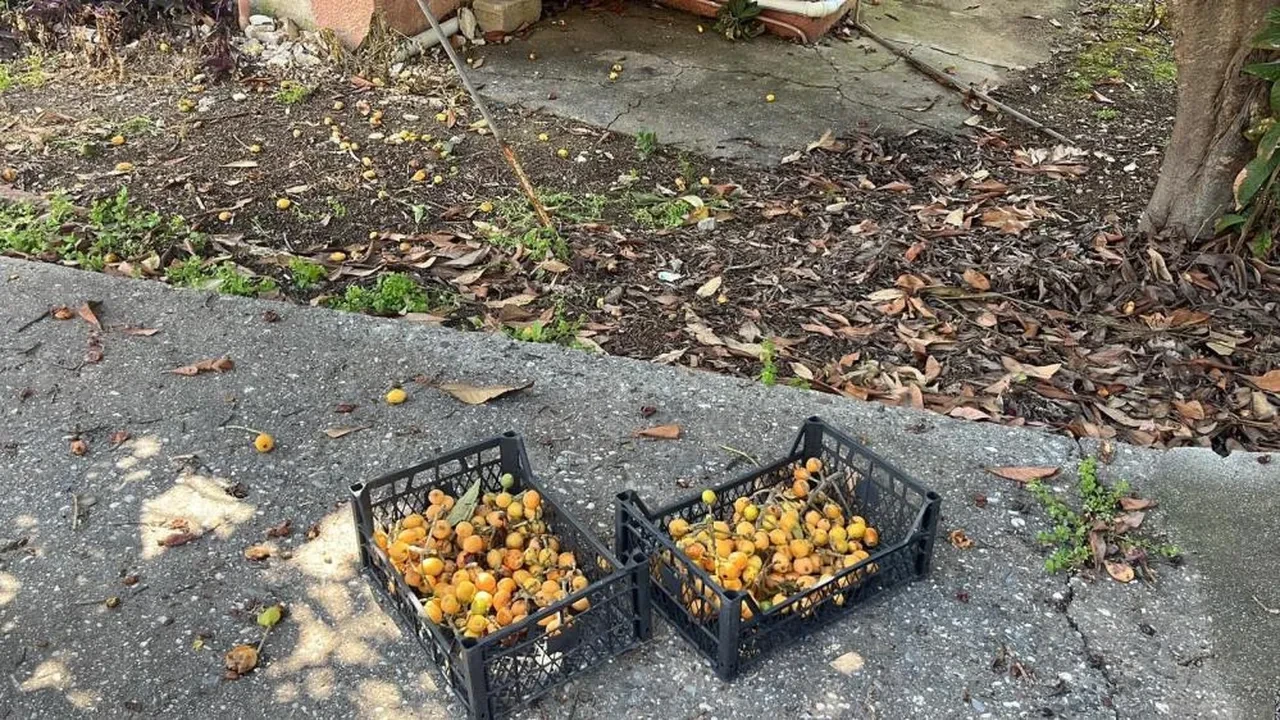 Sosyal medyadan duyuru yapıp bedava dağıttı! Poşetini alan o adrese koştu!