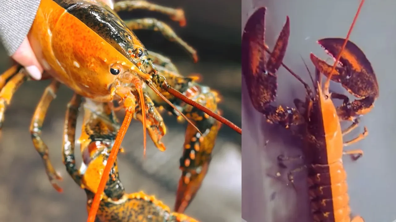 50 milyonda bir görülme ihtimali vardı, gerçek oldu: Çift renkli ıstakoz