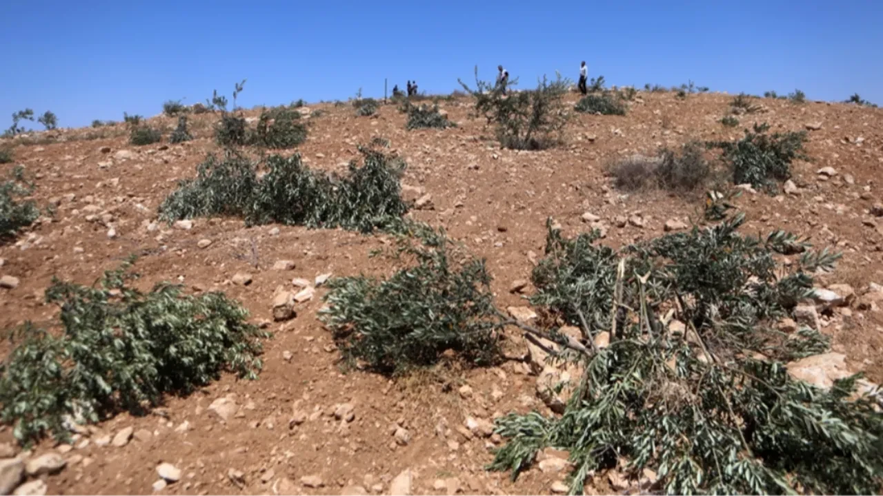 İsrailliler şimdi de zeytin ağaçlarını katletti! 