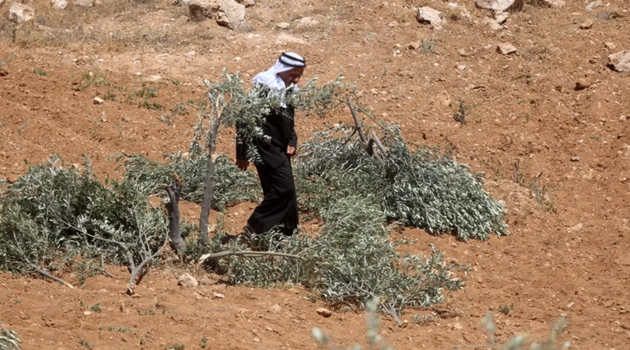 İsrailliler şimdi de zeytin ağaçlarını katletti! 