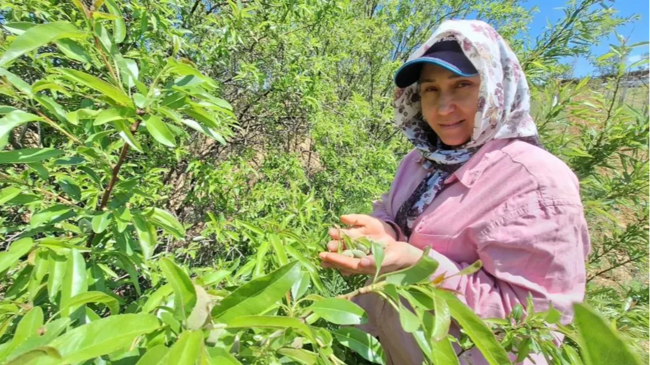 Kilosu 160 lira! Pazar tezgahlarında yerini aldı