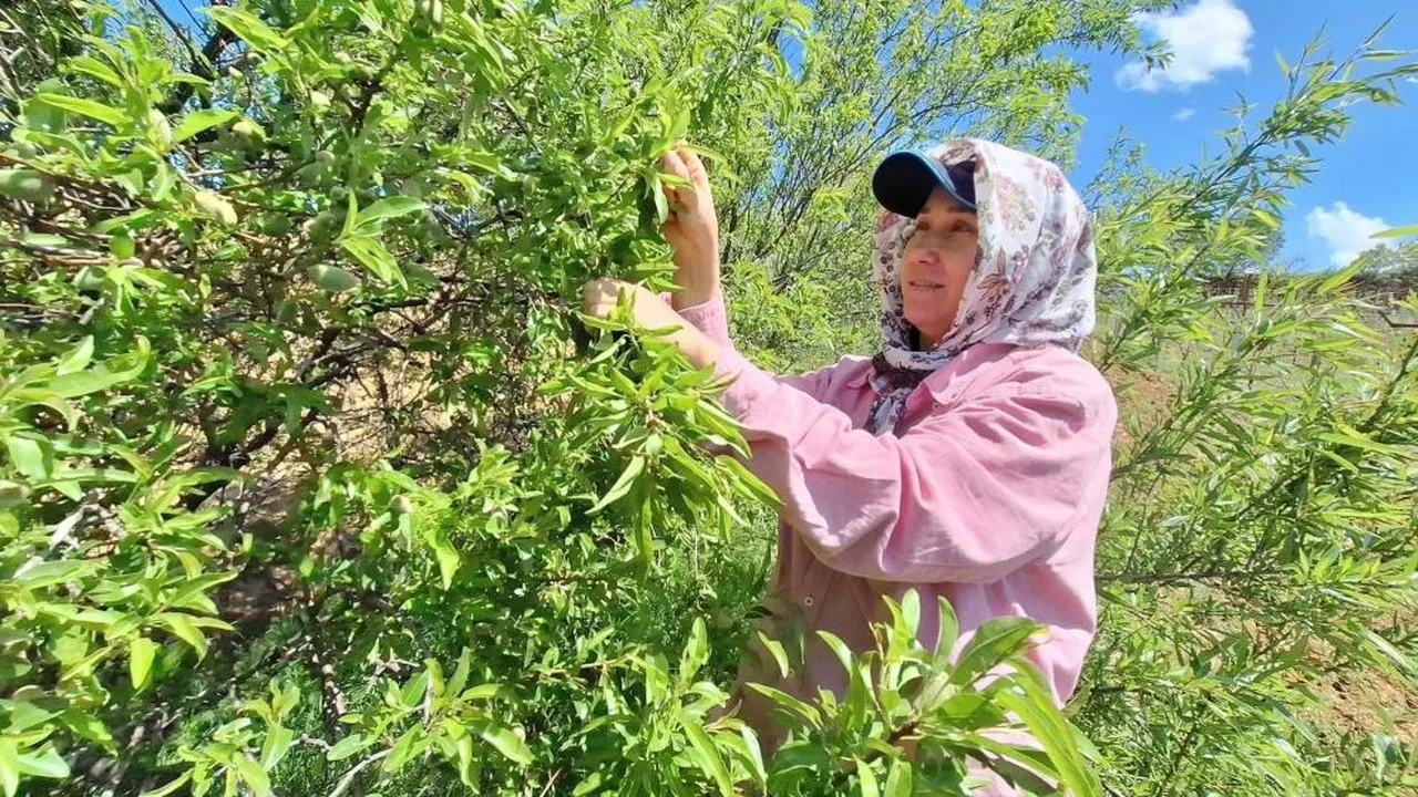 Kilosu 160 lira! Pazar tezgahlarında yerini aldı