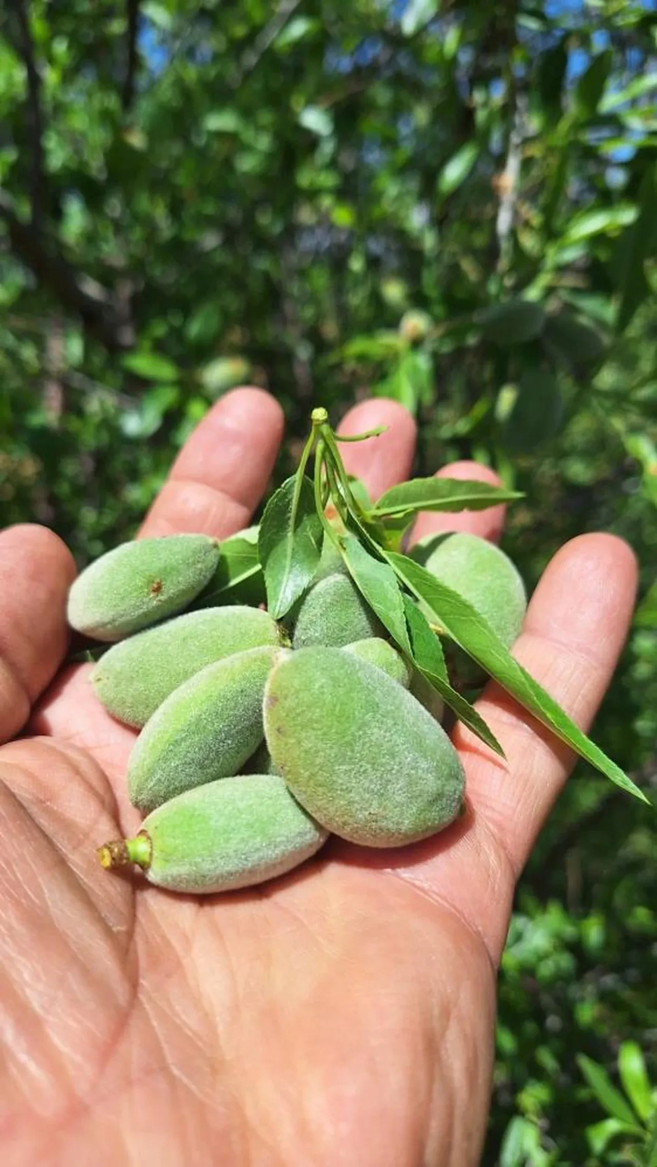 Kilosu 160 lira! Pazar tezgahlarında yerini aldı