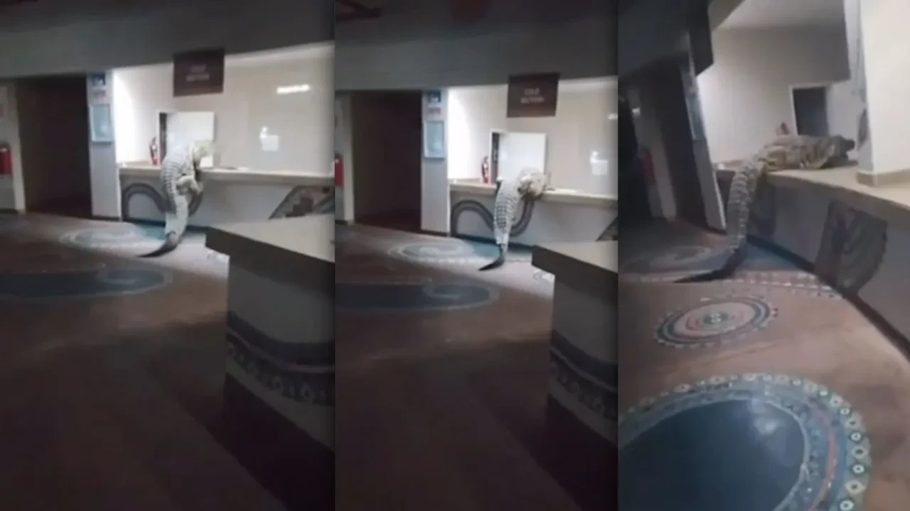 Lüks otelde Nil timsahı paniği: Mutfak tezgahına tırmandı