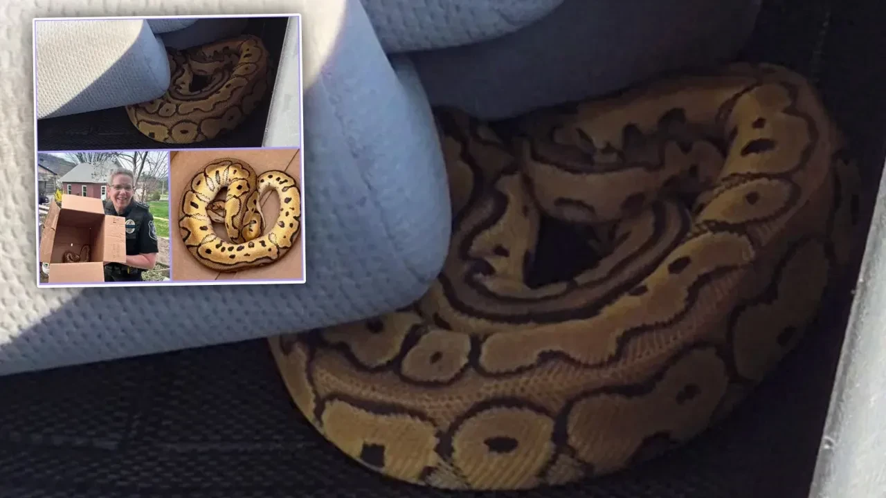 'Mücevher düşürdük' dediler araçtan piton yılanı çıktı