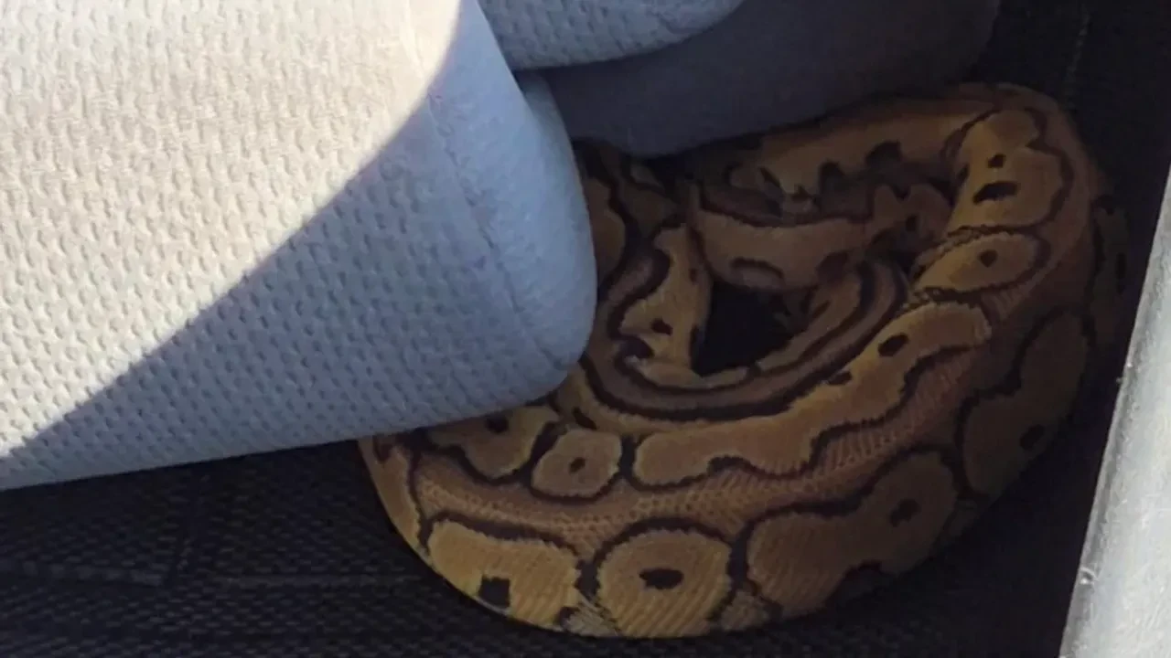 'Mücevher düşürdük' dediler araçtan piton yılanı çıktı