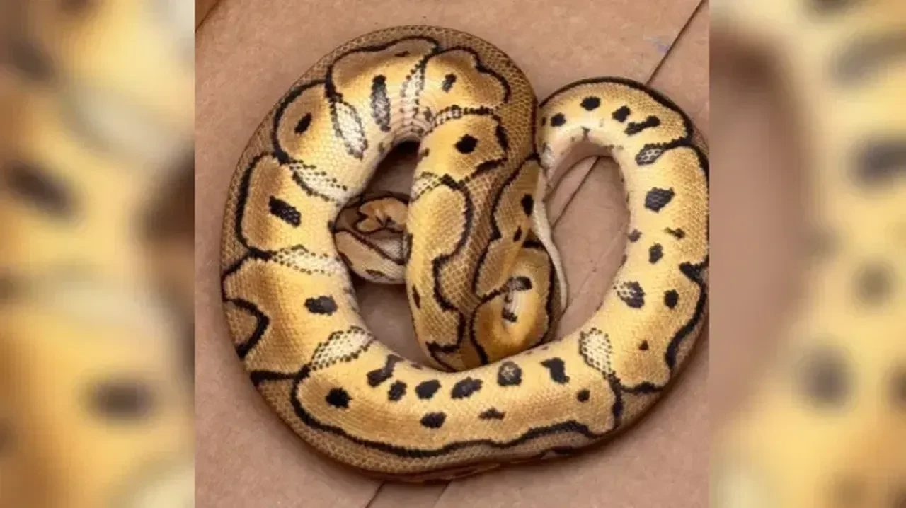 'Mücevher düşürdük' dediler araçtan piton yılanı çıktı