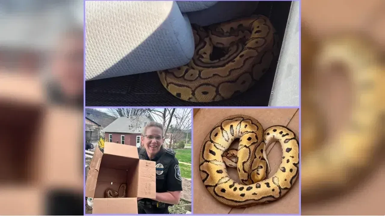 'Mücevher düşürdük' dediler araçtan piton yılanı çıktı