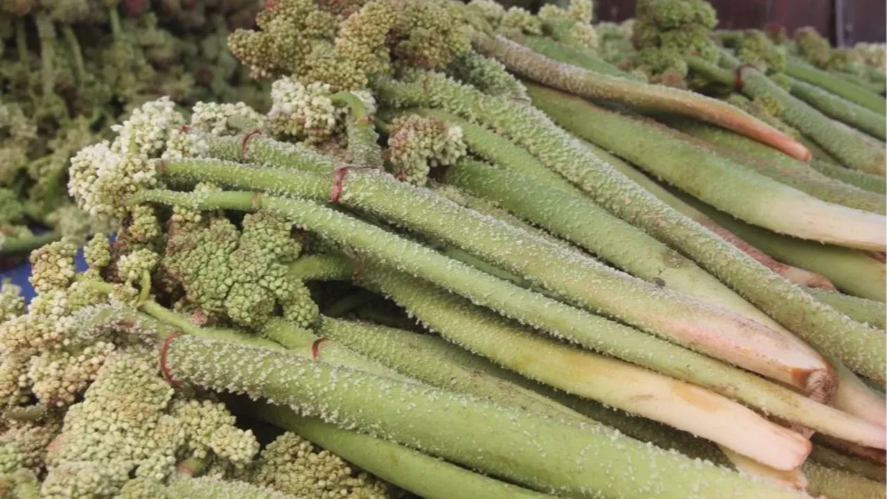 Yaylada 3000 rakımda yetişiyor, pazarda 300 TL’ye satılıyor: Vitamin deposunu sadece bilen alıyor