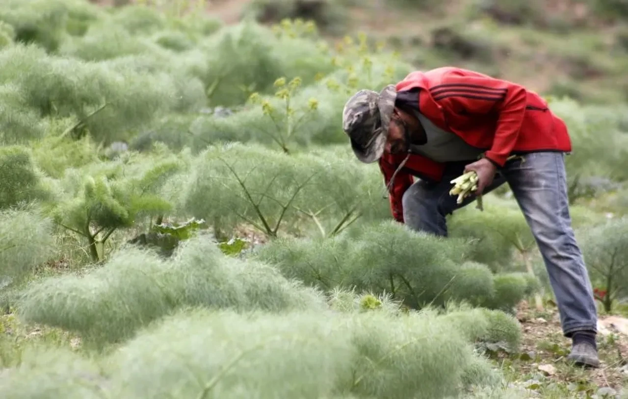 Yaylada 3000 rakımda yetişiyor, pazarda 300 TL’ye satılıyor: Vitamin deposunu sadece bilen alıyor