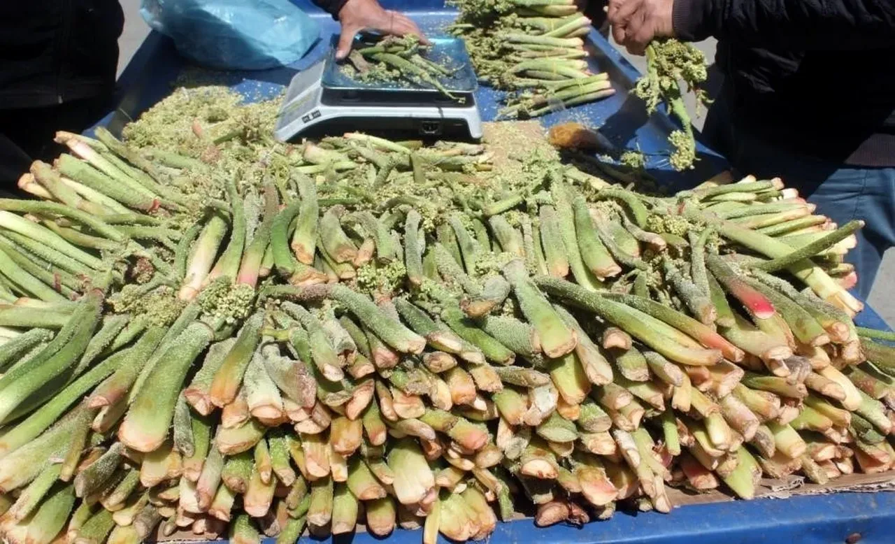 Yaylada 3000 rakımda yetişiyor, pazarda 300 TL’ye satılıyor: Vitamin deposunu sadece bilen alıyor