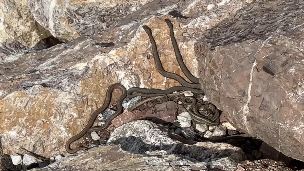 Yılan Adası değil, Hakkâri Yüksekova! Her adımda onlarca yılan çıkıyor
