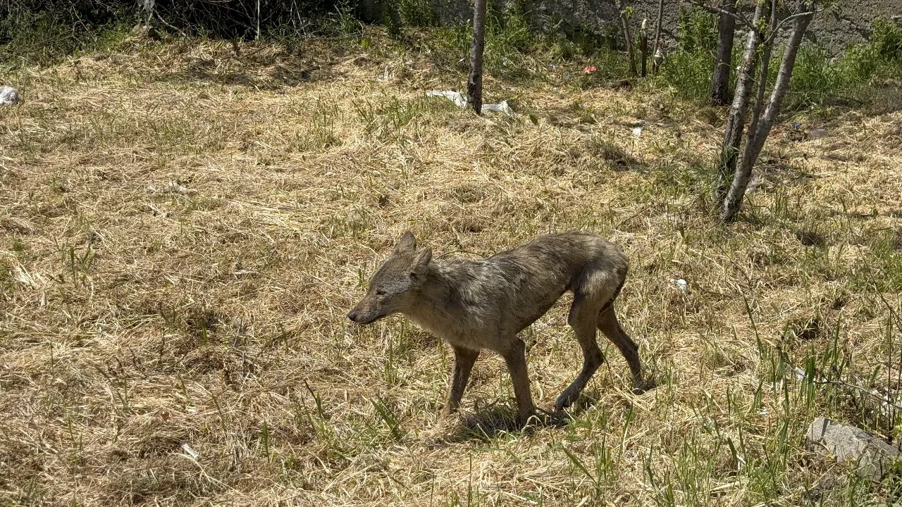 Aç kalan kurt şehir merkezine indi! Zayıf ve bakımsız haliyle dikkat çekti