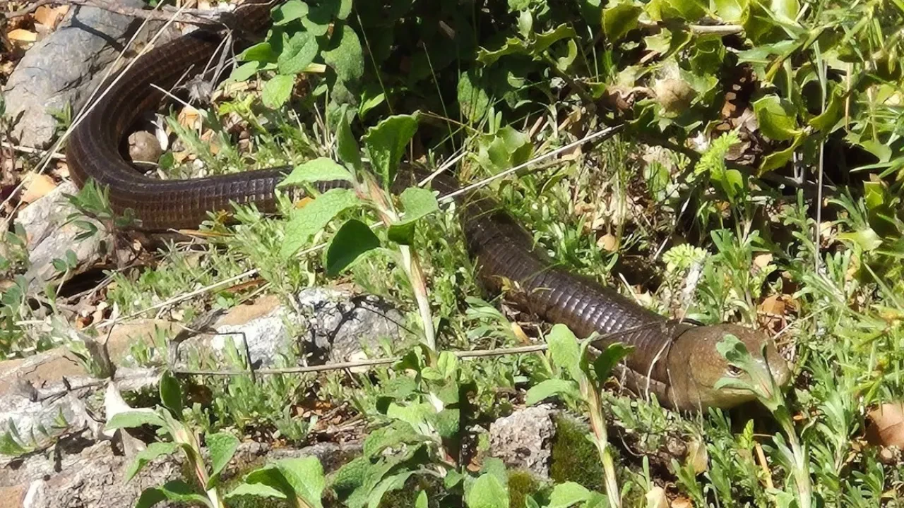 Demir yılan Denizli’de görüldü! Herkes ona yılan diyor ama gerçek çok farklı