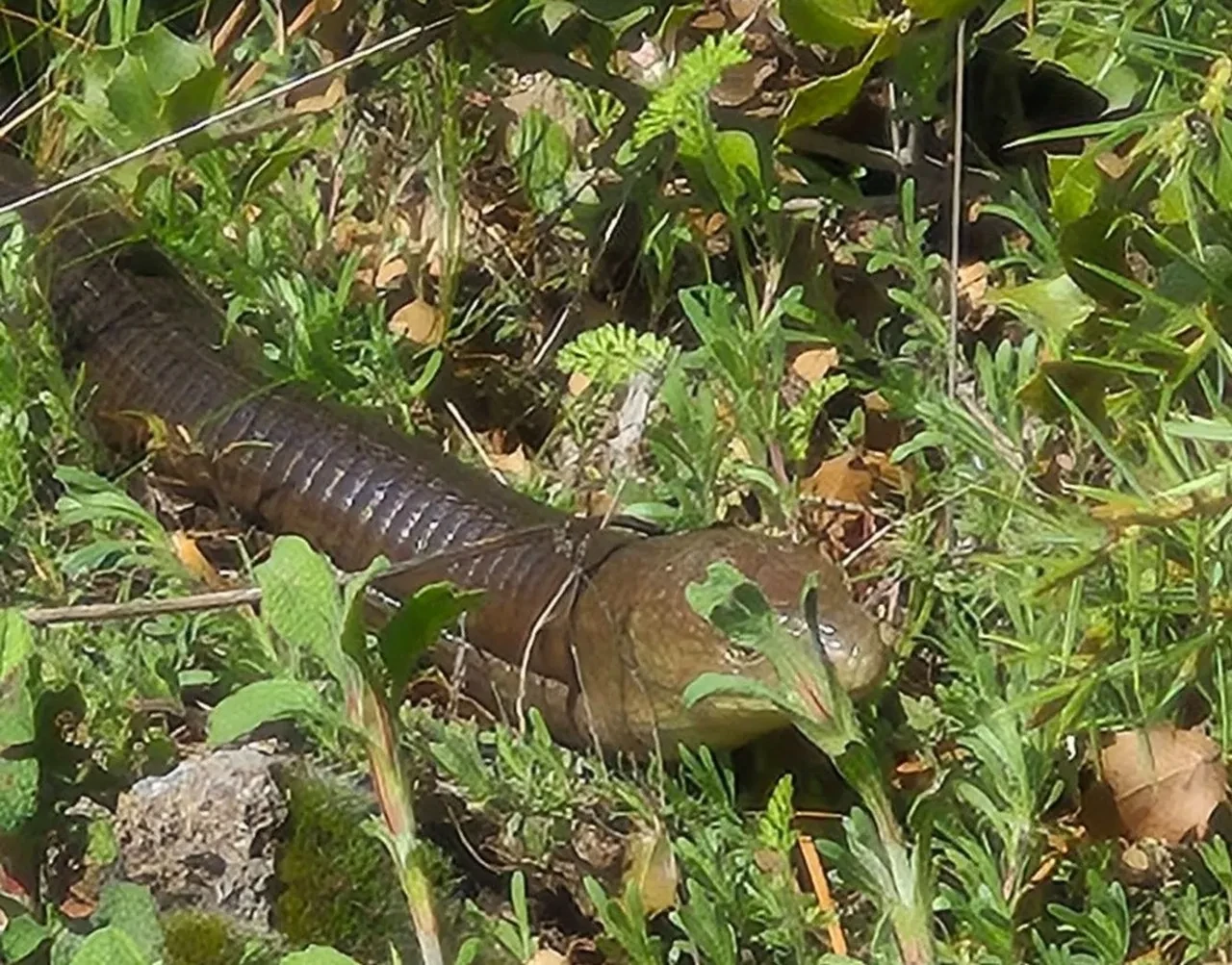 Demir yılan Denizli’de görüldü! Herkes ona yılan diyor ama gerçek çok farklı