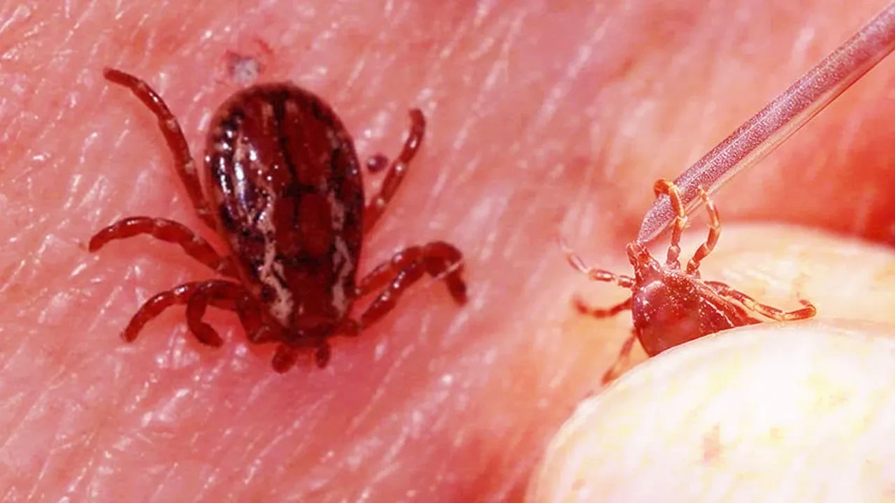 Havalar ısındı, keneler ortaya çıktı! Vakalar artıyor, can kaybı da var: Yetkililerden uyarılar gelmeye başladı