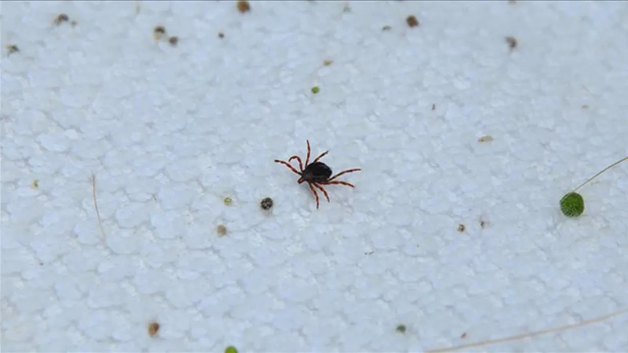 Havalar ısındı, keneler ortaya çıktı! Vakalar artıyor, can kaybı da var: Yetkililerden uyarılar gelmeye başladı