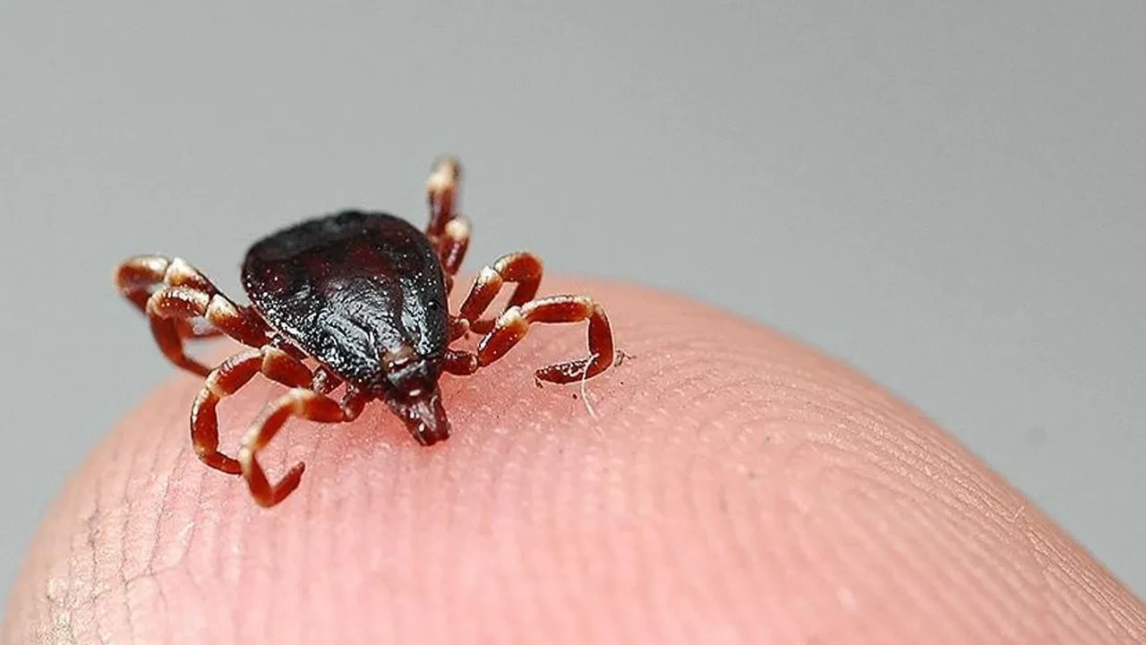 Havalar ısındı, keneler ortaya çıktı! Vakalar artıyor, can kaybı da var: Yetkililerden uyarılar gelmeye başladı