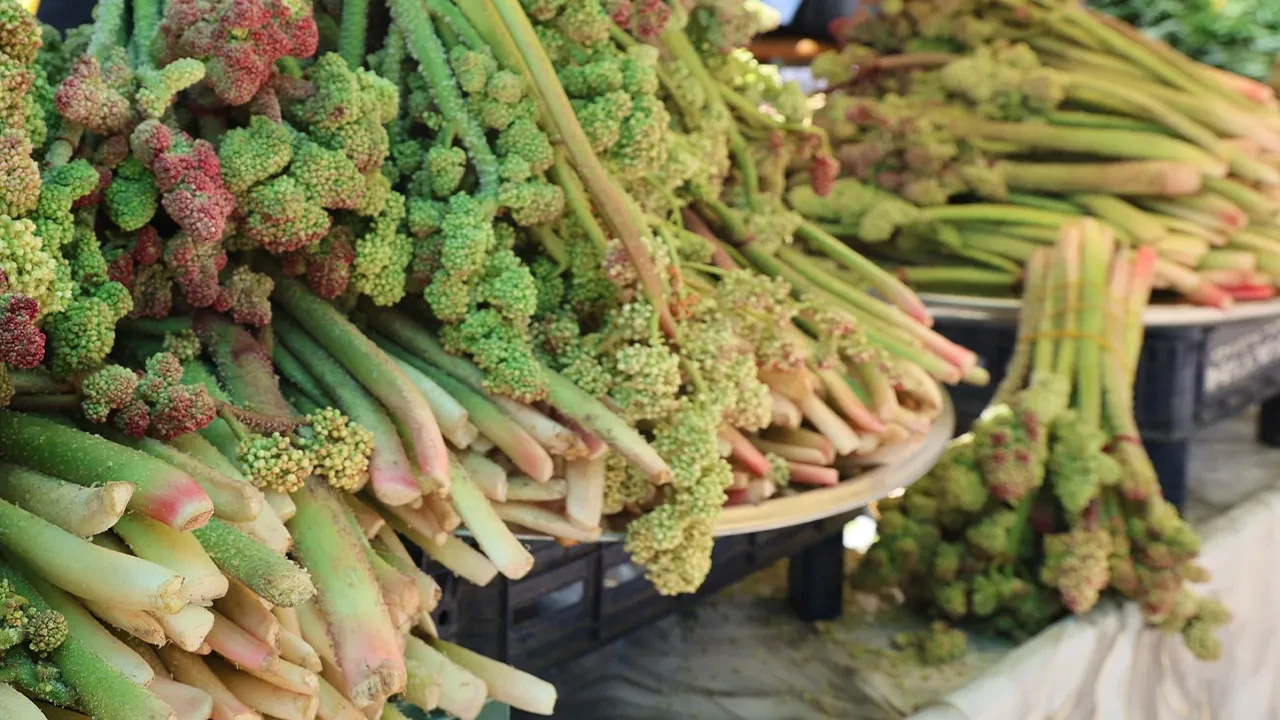 Kilosu 750 TL'den başladı şimdi 400 TL! Tam bir vitamin deposu: Toplaması dünyanın en zor işi