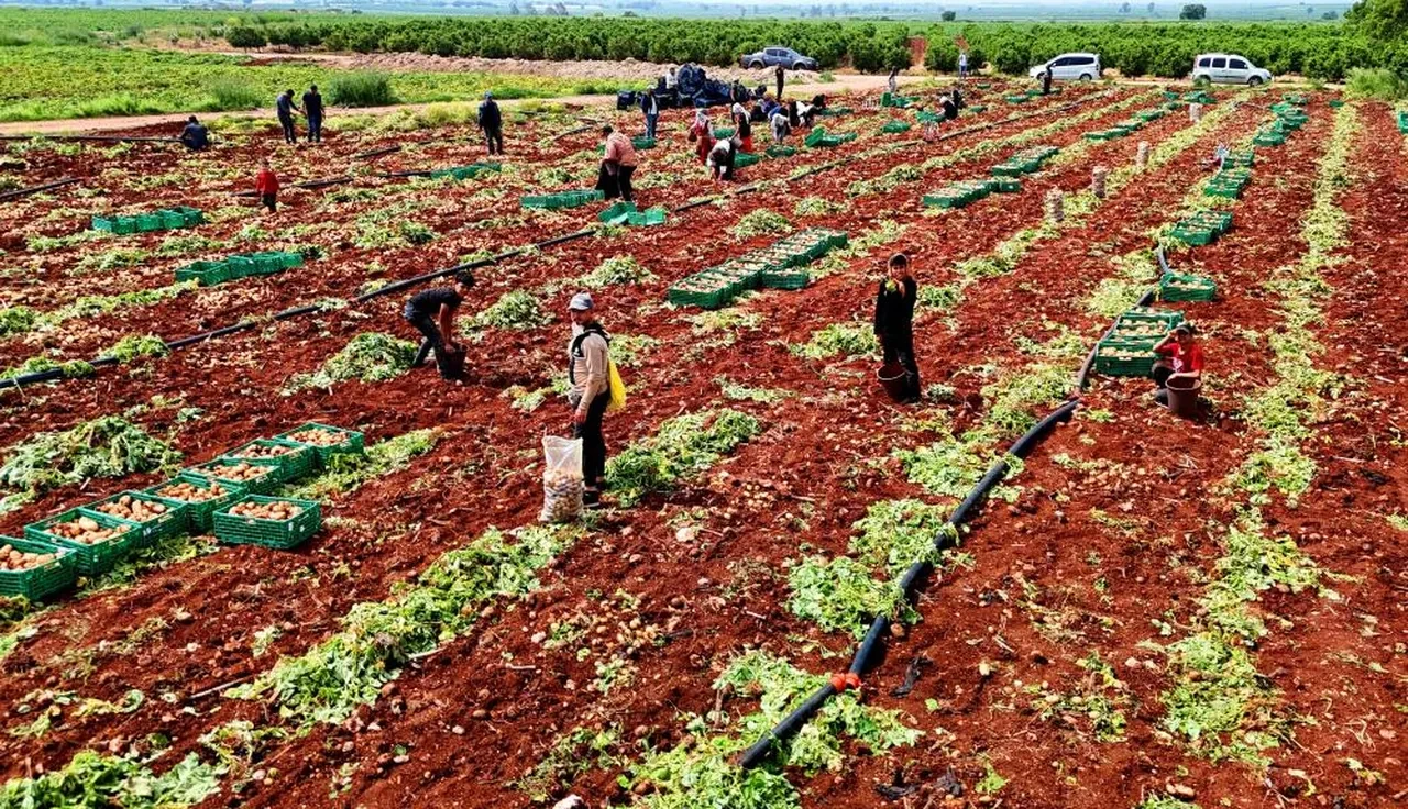 Sarı altında rakamlar uçtu! 'İnşallah bu fiyatlar gerilemez'