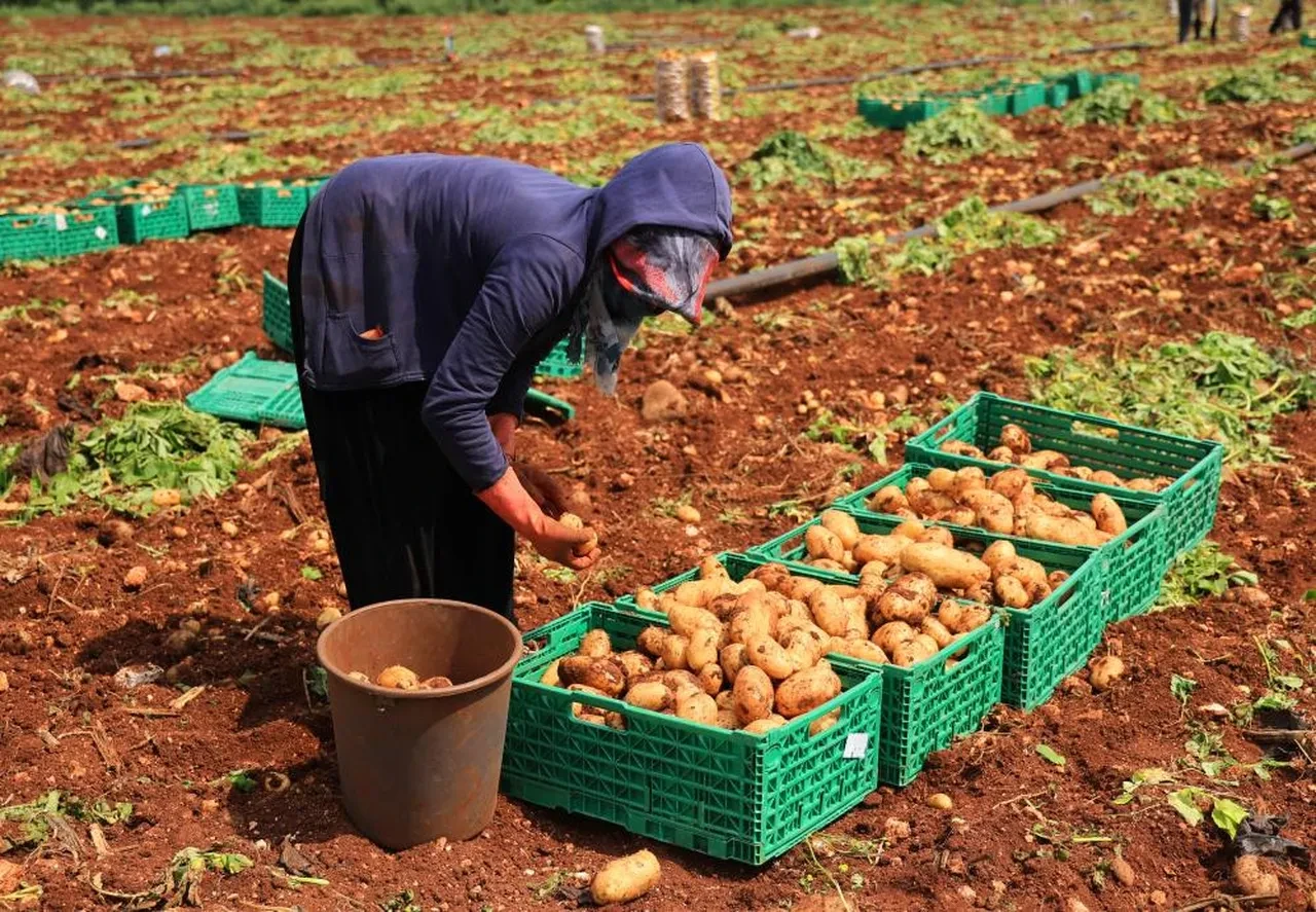 Sarı altında rakamlar uçtu! 'İnşallah bu fiyatlar gerilemez'