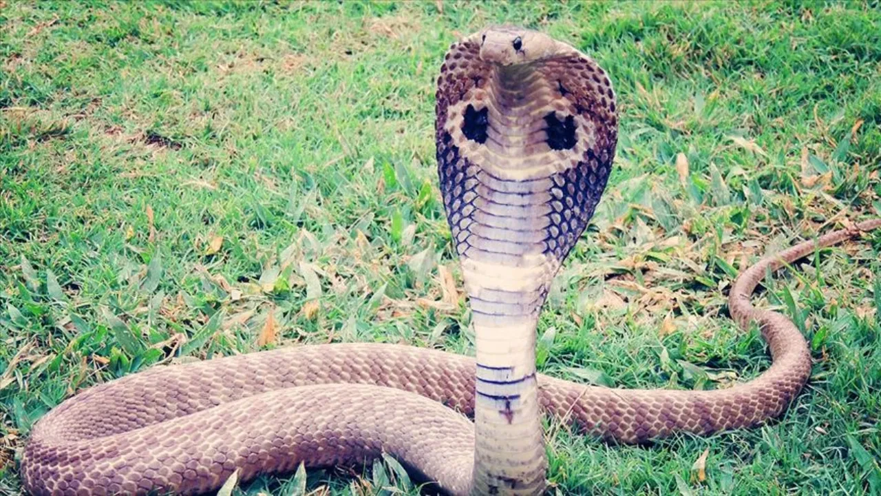 Turist gösteri sırasında kobra yılanı tarafından ısırıldı ve hayatını kaybetti