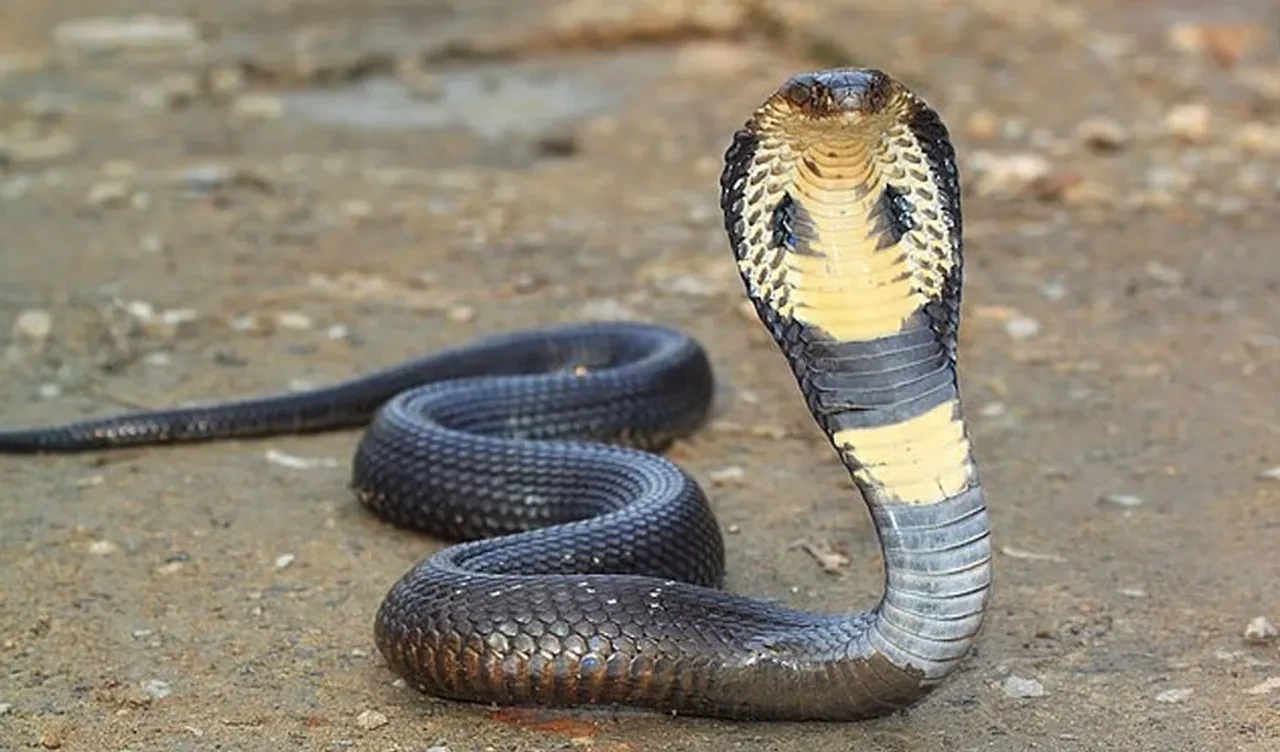 Turist gösteri sırasında kobra yılanı tarafından ısırıldı ve hayatını kaybetti
