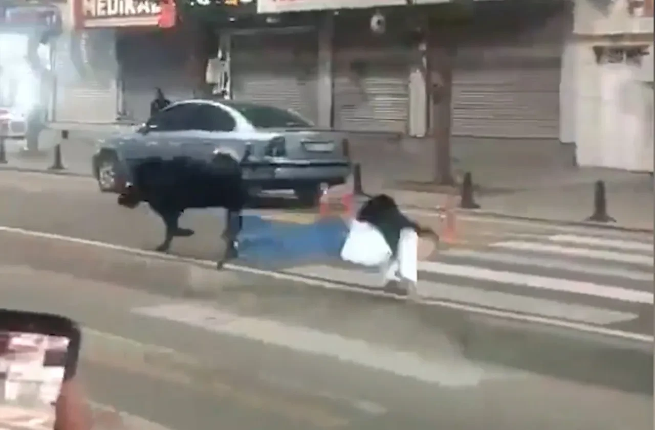 Vatandaşa yaya geçidinde domuz çarptı! Korku dolu anlar kamerada 