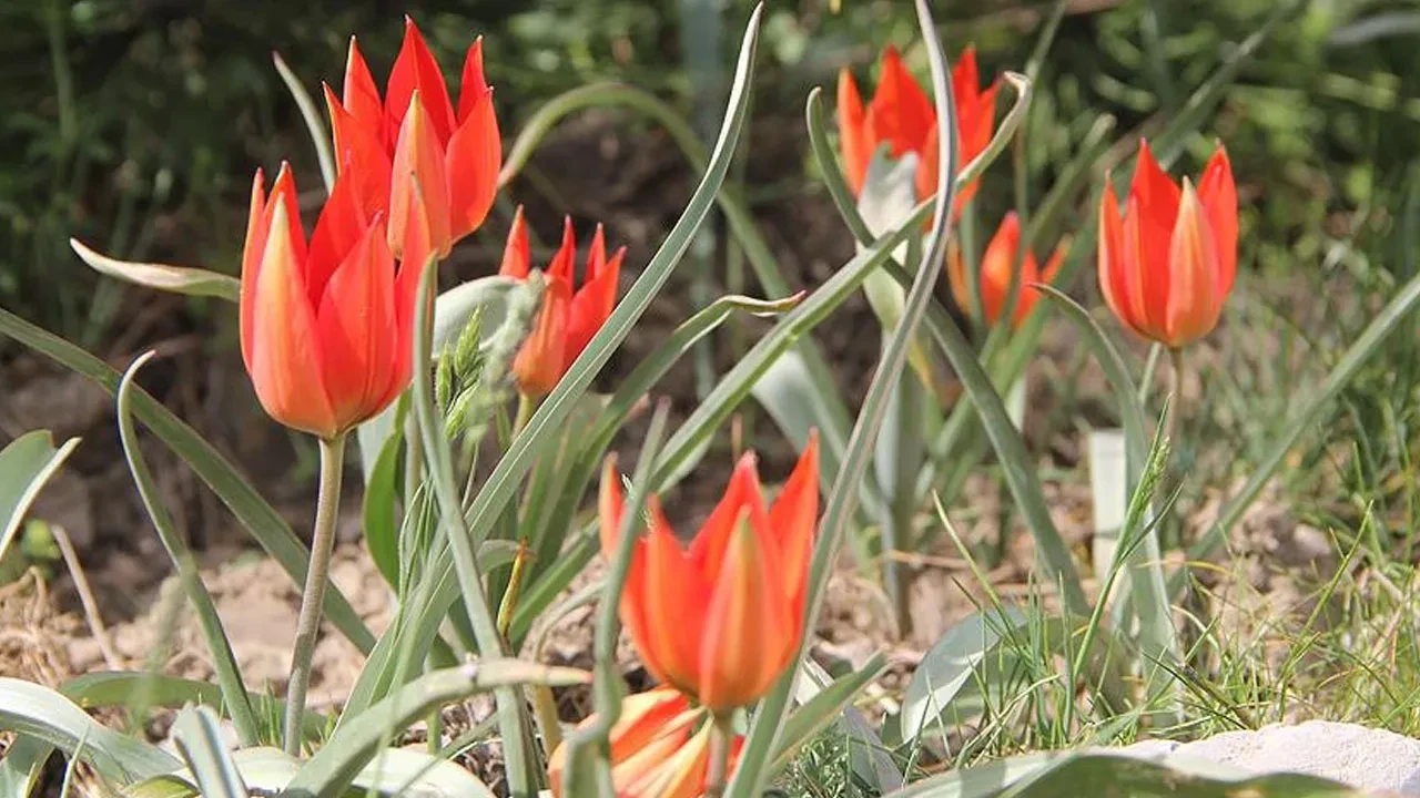 Yılda bir kez açıyor, koparmanın cezası araba fiyatı