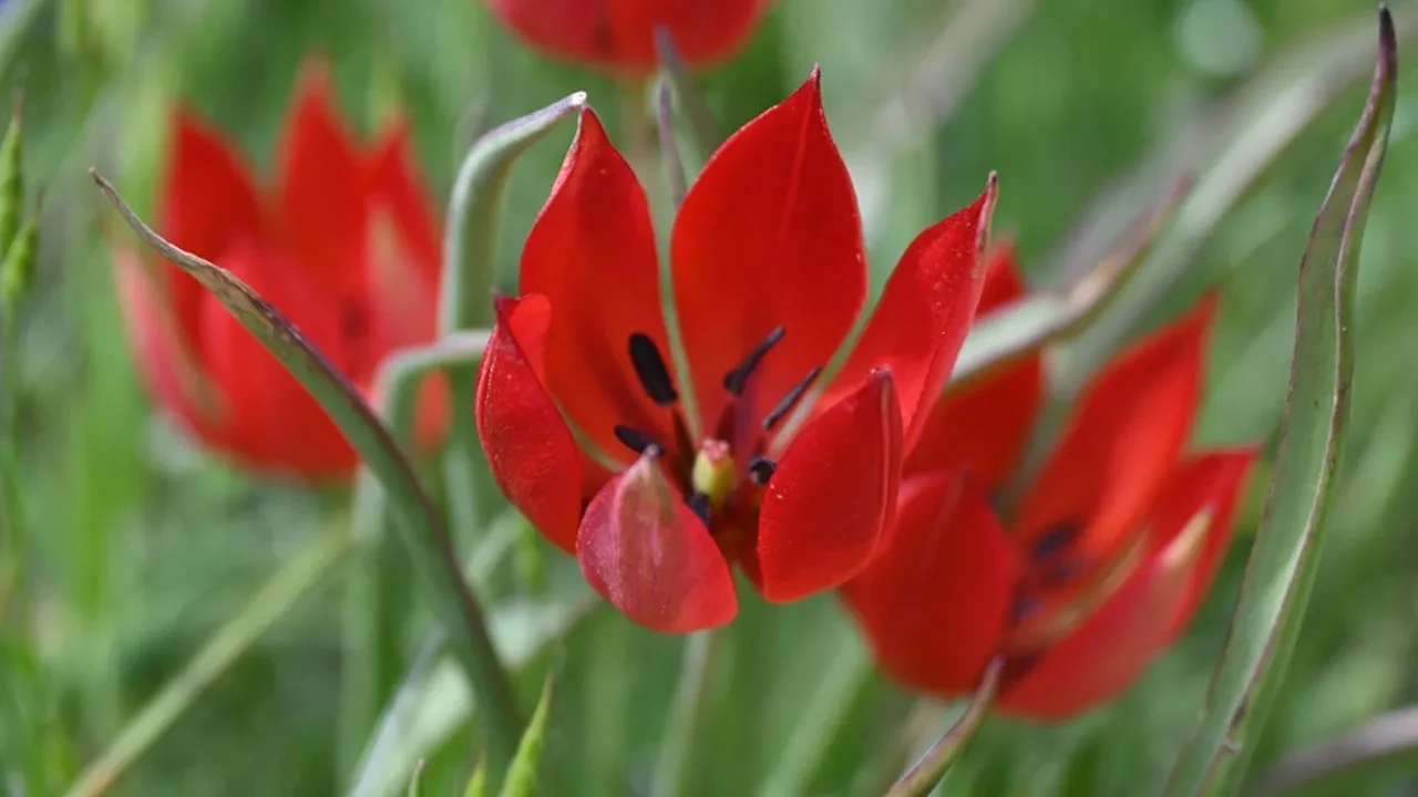 Yılda bir kez açıyor, koparmanın cezası araba fiyatı