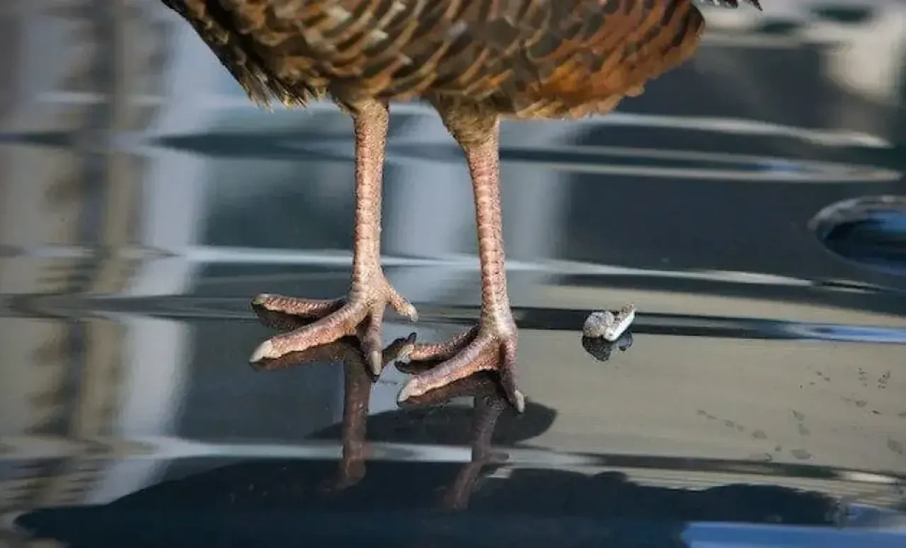 dolandırıcılık yöntemi 