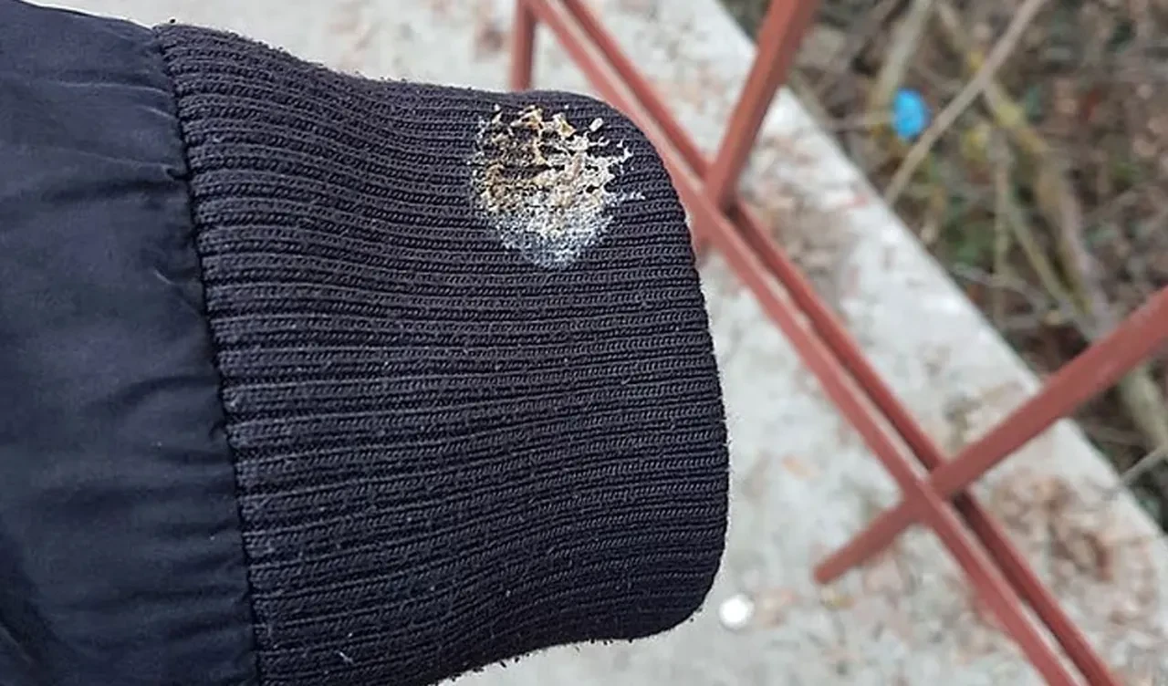 kuş pisliği numarası