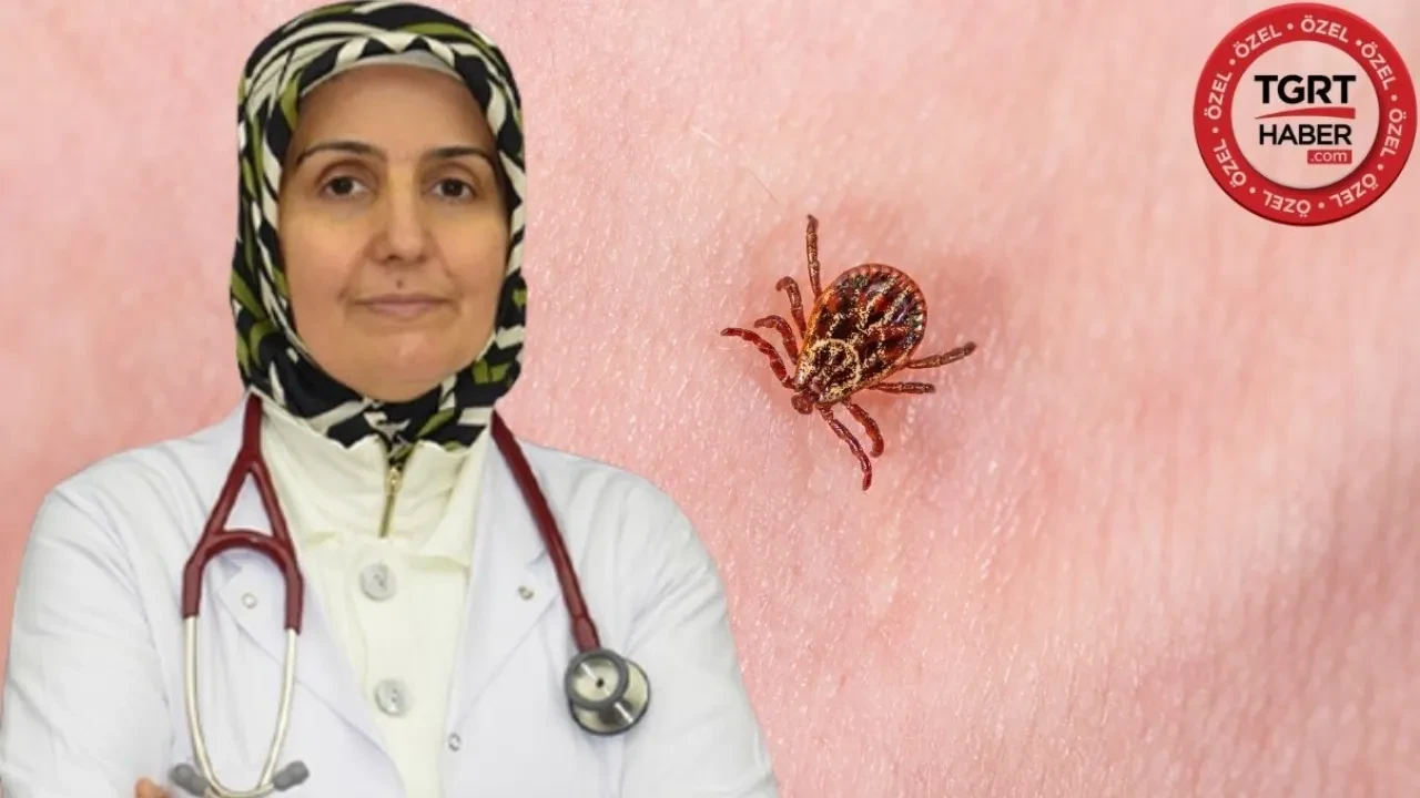 Havaların ısınmasıyla keneler ortaya çıktı! Kene ısırdığında kritik saatler, yapışmış keneye sakın bunu yapmayın