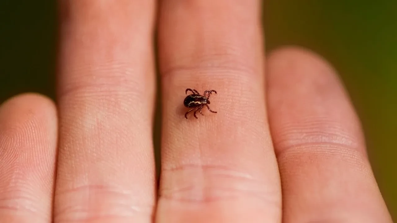 Havaların ısınmasıyla keneler ortaya çıktı! Kene ısırdığında kritik saatler, yapışmış keneye sakın bunu yapmayın