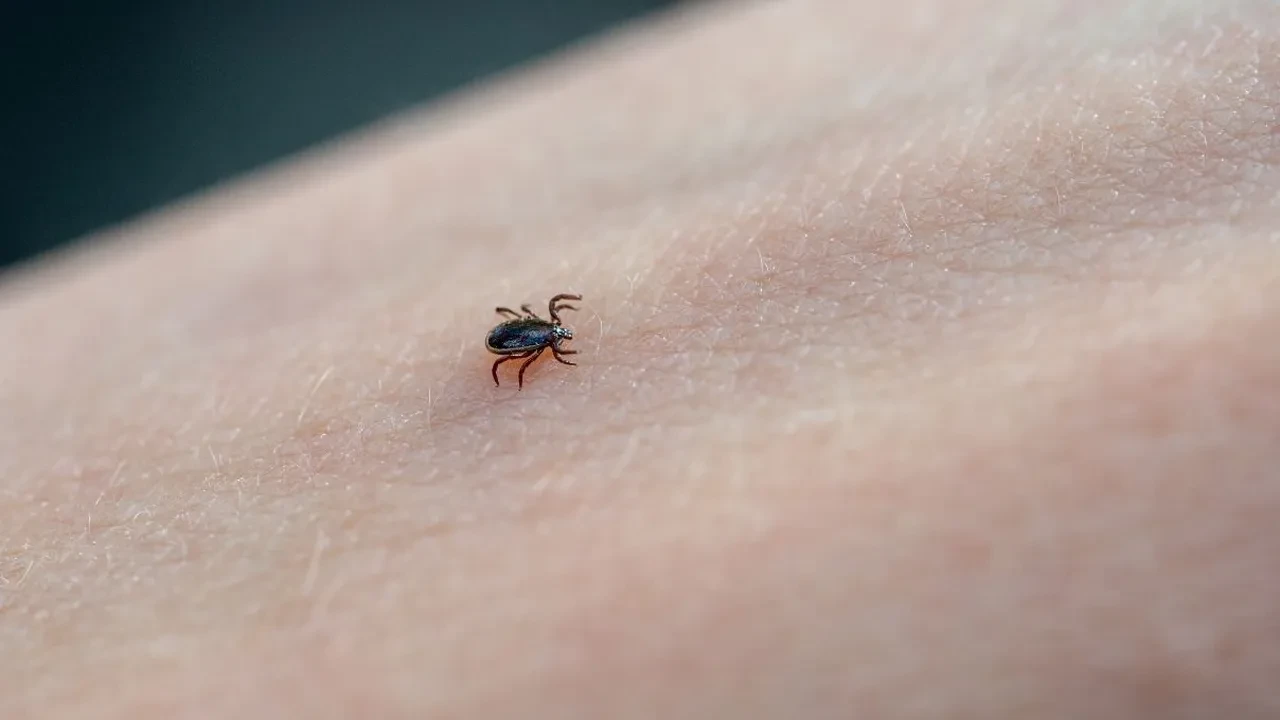 Havaların ısınmasıyla keneler ortaya çıktı! Kene ısırdığında kritik saatler, yapışmış keneye sakın bunu yapmayın