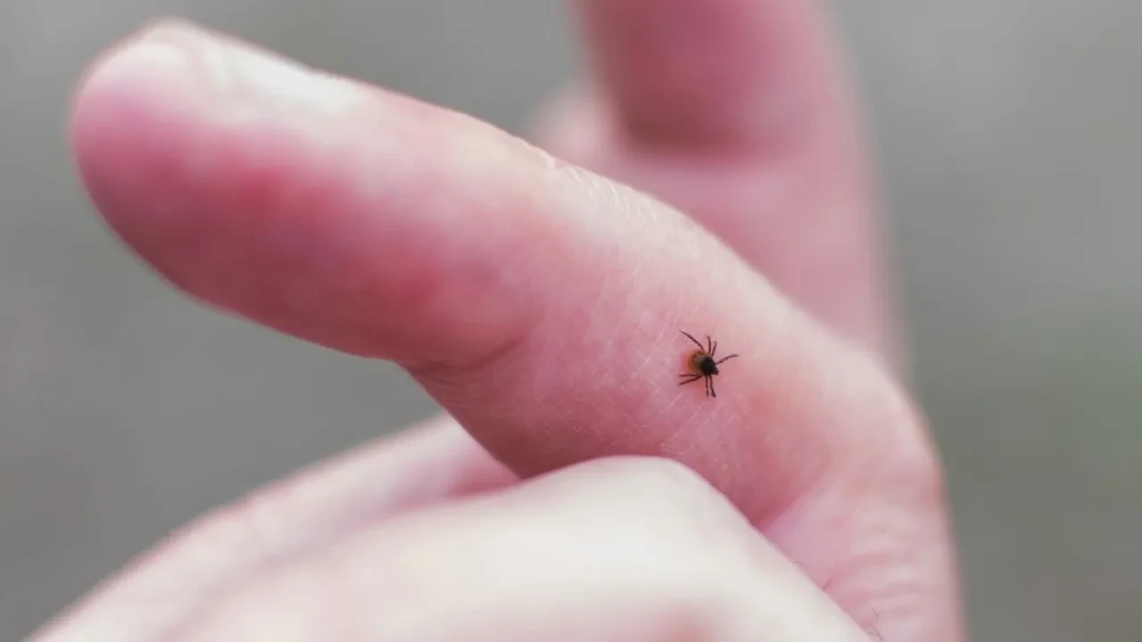 Havaların ısınmasıyla keneler ortaya çıktı! Kene ısırdığında kritik saatler, yapışmış keneye sakın bunu yapmayın