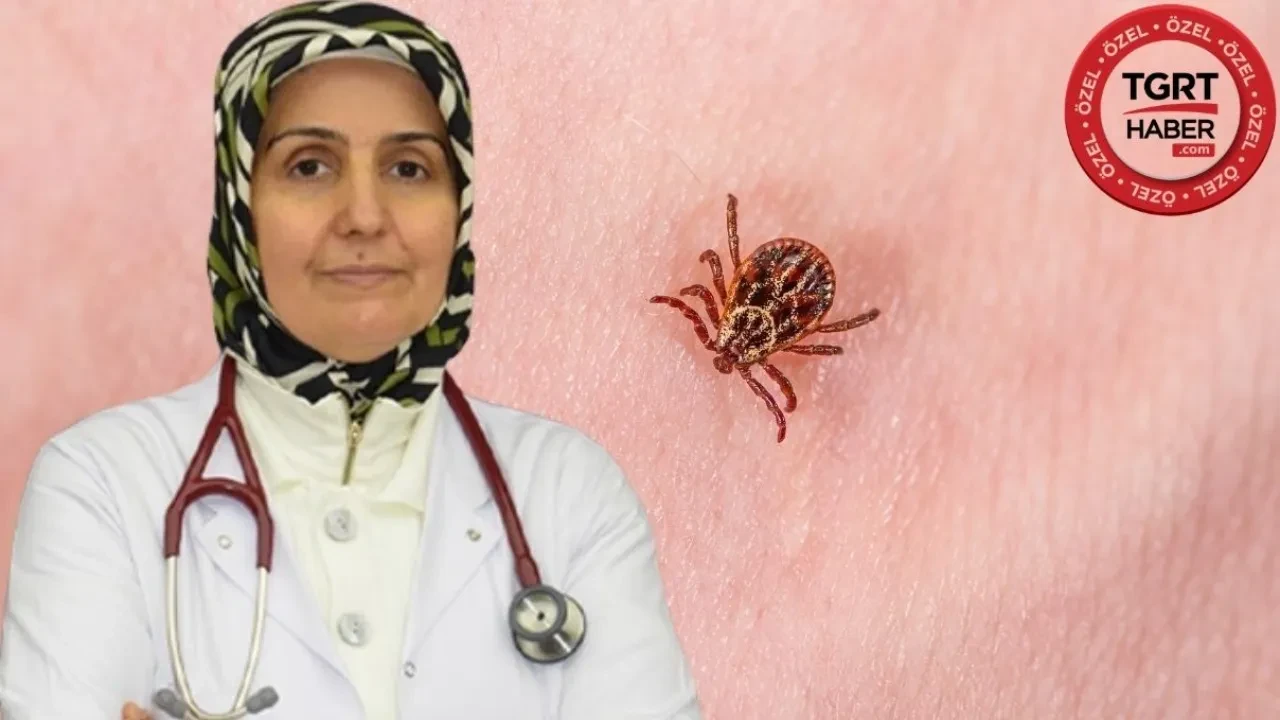 Havaların ısınmasıyla keneler ortaya çıktı! Kene ısırdığında kritik saatler, yapışmış keneye sakın bunu yapmayın