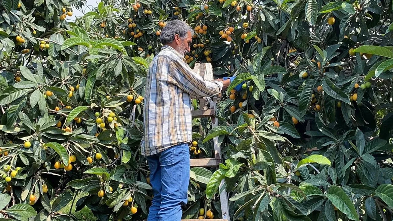 Sarı altın dalından indi! Yurt dışından talep yağıyor, değeri belli oldu