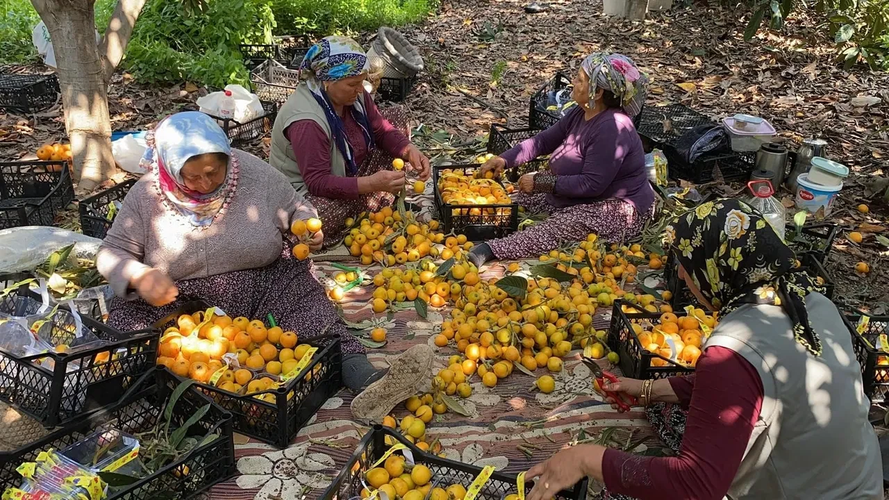 Sarı altın dalından indi! Yurt dışından talep yağıyor, değeri belli oldu
