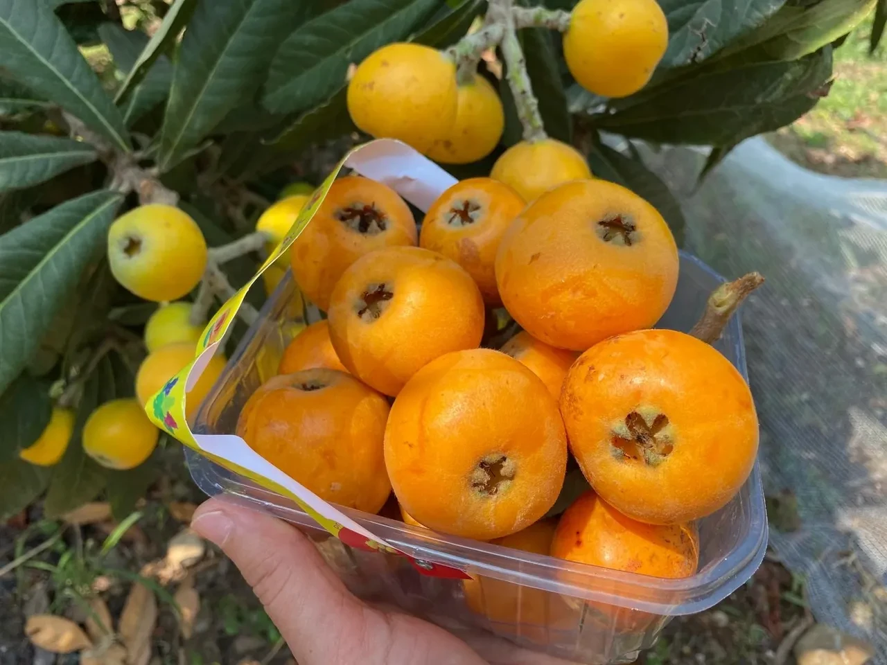 Sarı altın dalından indi! Yurt dışından talep yağıyor, değeri belli oldu