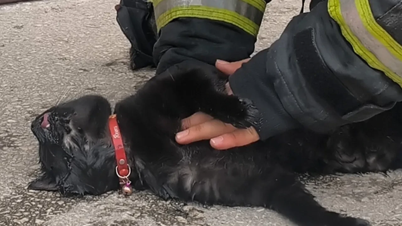 Kediyi kalp masajı ile hayata döndürdü! İtfaiye erinden anlamlı davranış