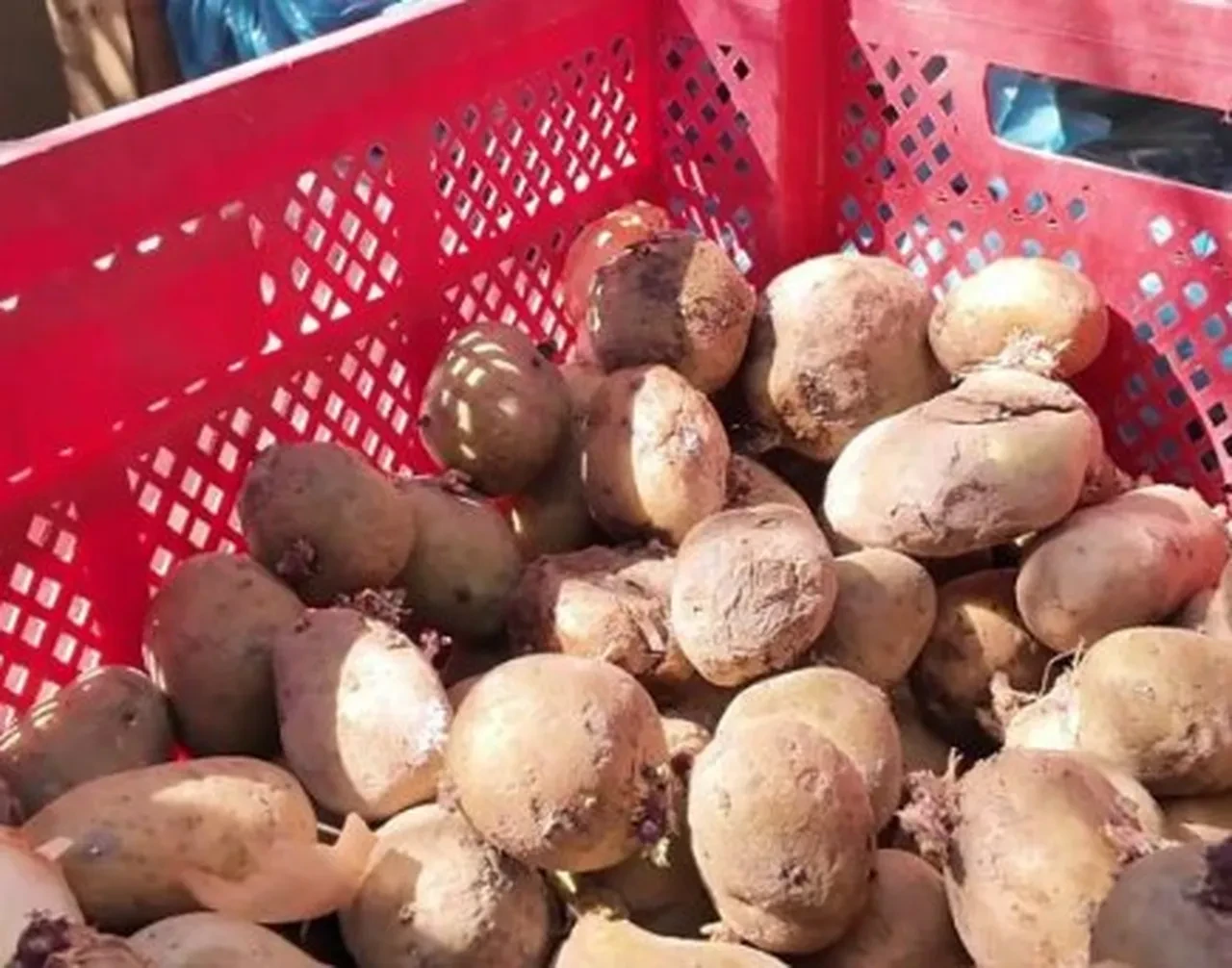 Vatandaşın sağlığını hiçe saydılar! Çürümüş sebzeler, küflü tencereler, uçuşan sinekler