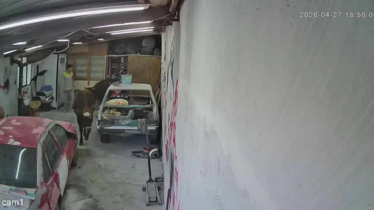 Ahırdan kaçan danalar, oto tamirciye daldı! Kıs süreli ziyaret kameralara yansıdı