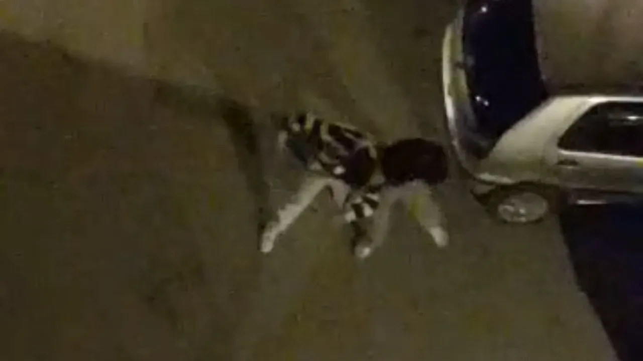 Bursa’da gençlerin kavgası sokağı ringe çevirdi