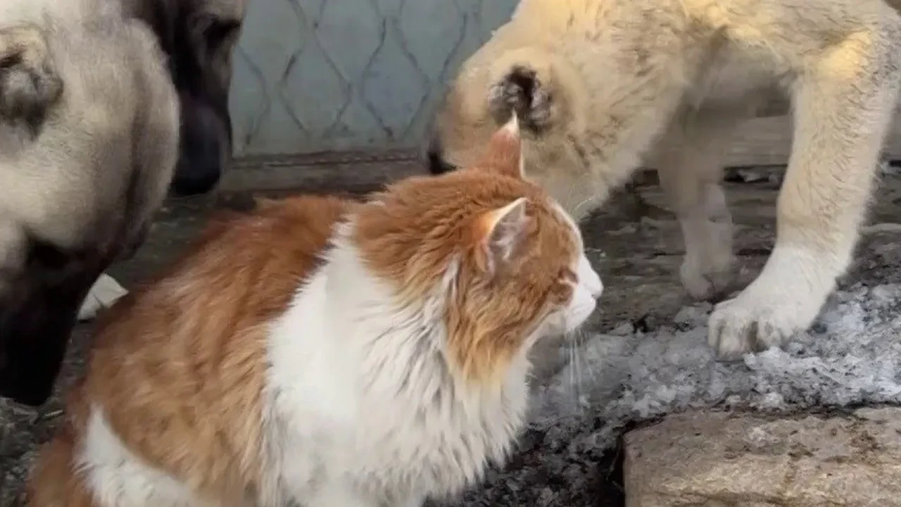 Görenler şaşırıyor! Kedi ile Kangal köpeğin anları kamerada
