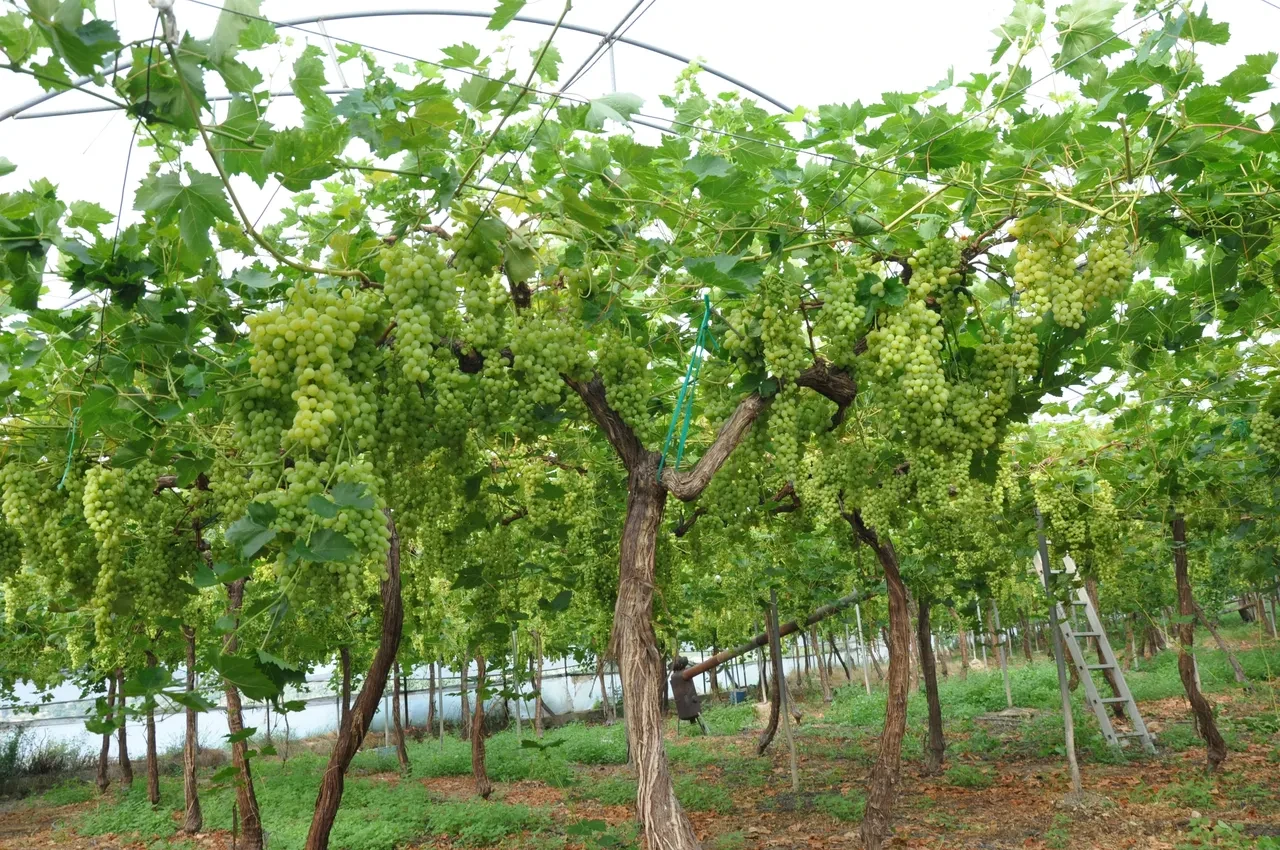 Avrupa ve Arap ülkelerine gönderiliyor... Ürün olgunlaştı, hasat başladı! Kilosu 350 lira
