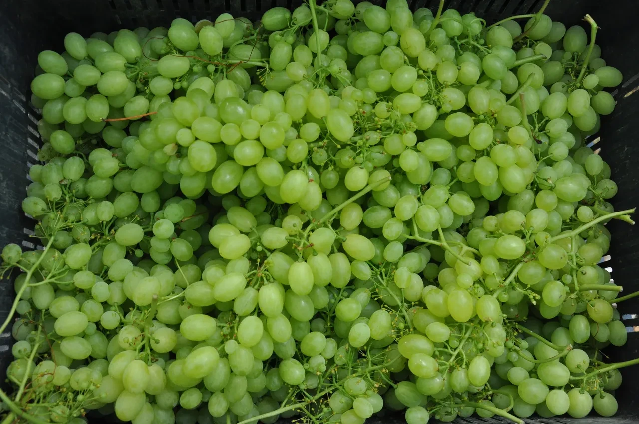 Avrupa ve Arap ülkelerine gönderiliyor... Ürün olgunlaştı, hasat başladı! Kilosu 350 lira