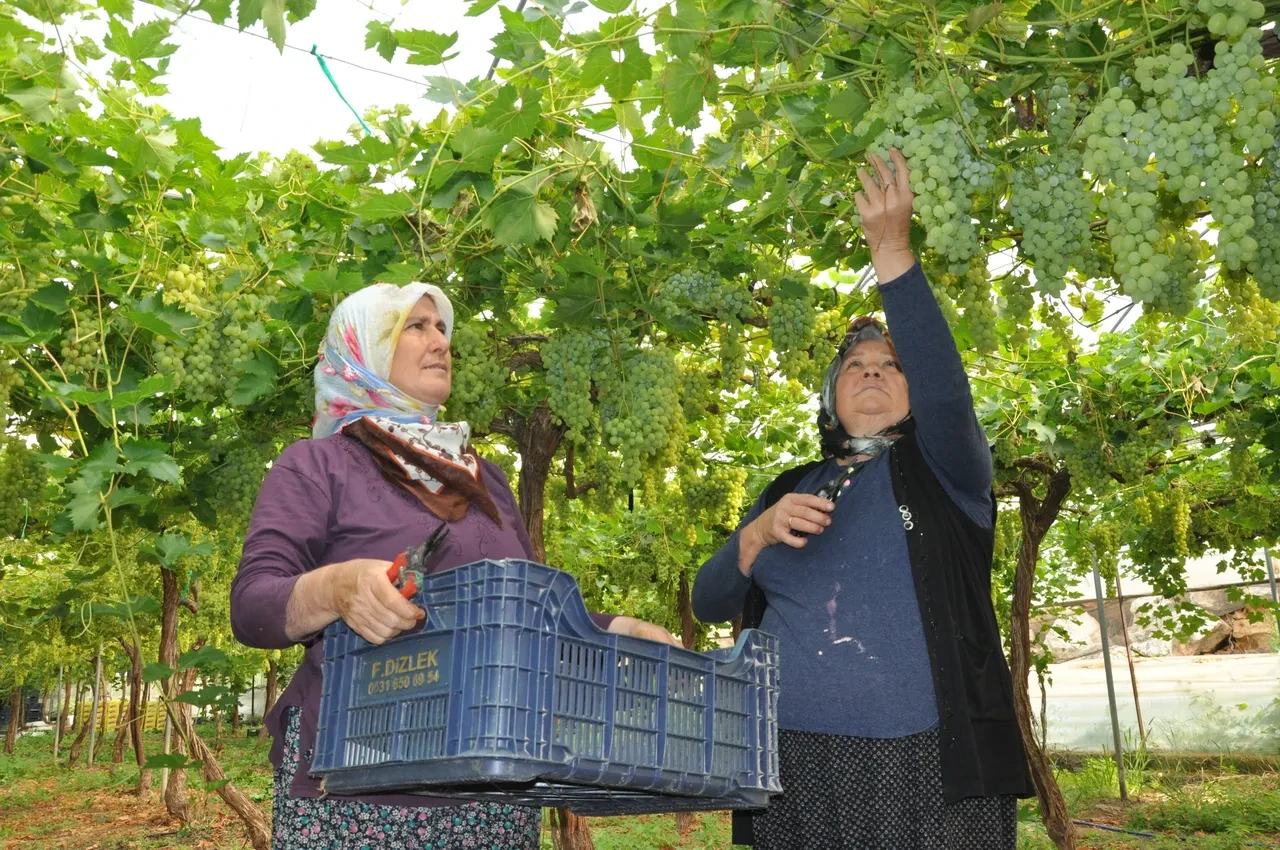 Avrupa ve Arap ülkelerine gönderiliyor... Ürün olgunlaştı, hasat başladı! Kilosu 350 lira