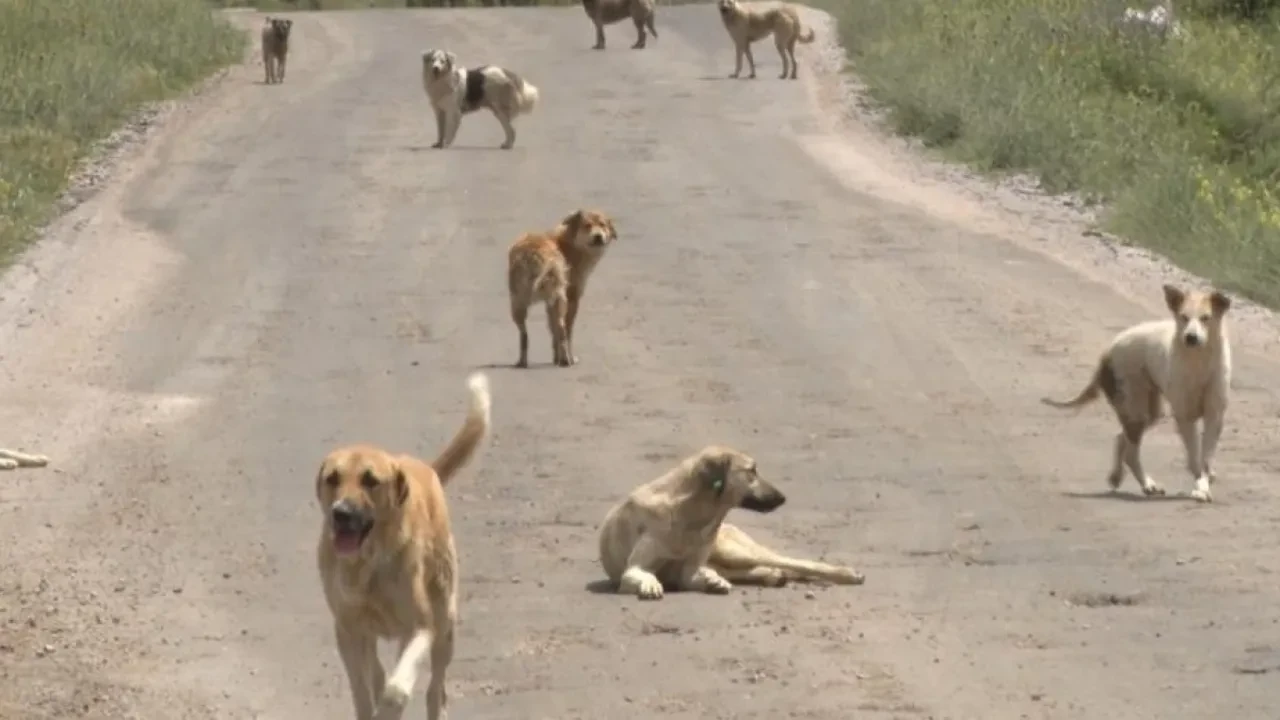 Van’da başıboş köpek dehşeti! 5 yaşındaki çocuk hayatını kaybetti