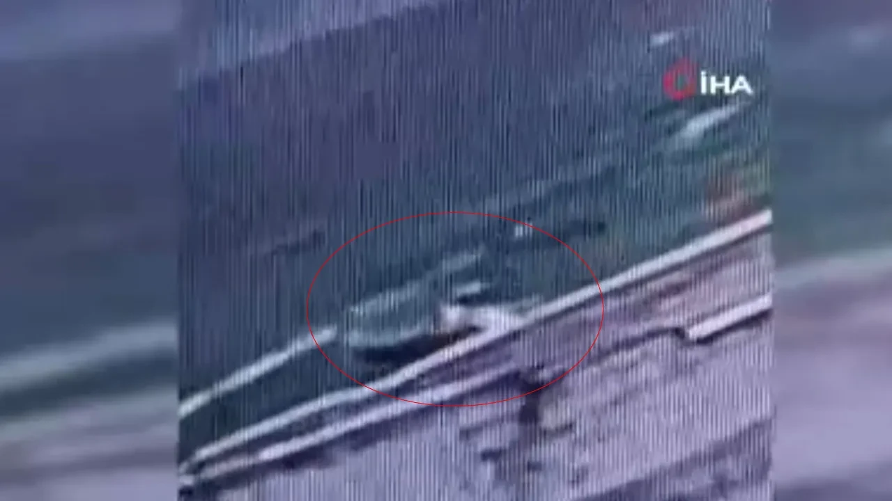 Van'daki başıboş köpek dehşetinin görüntüsü ortaya çıktı! Minik Hamza'yı böyle öldürdüler